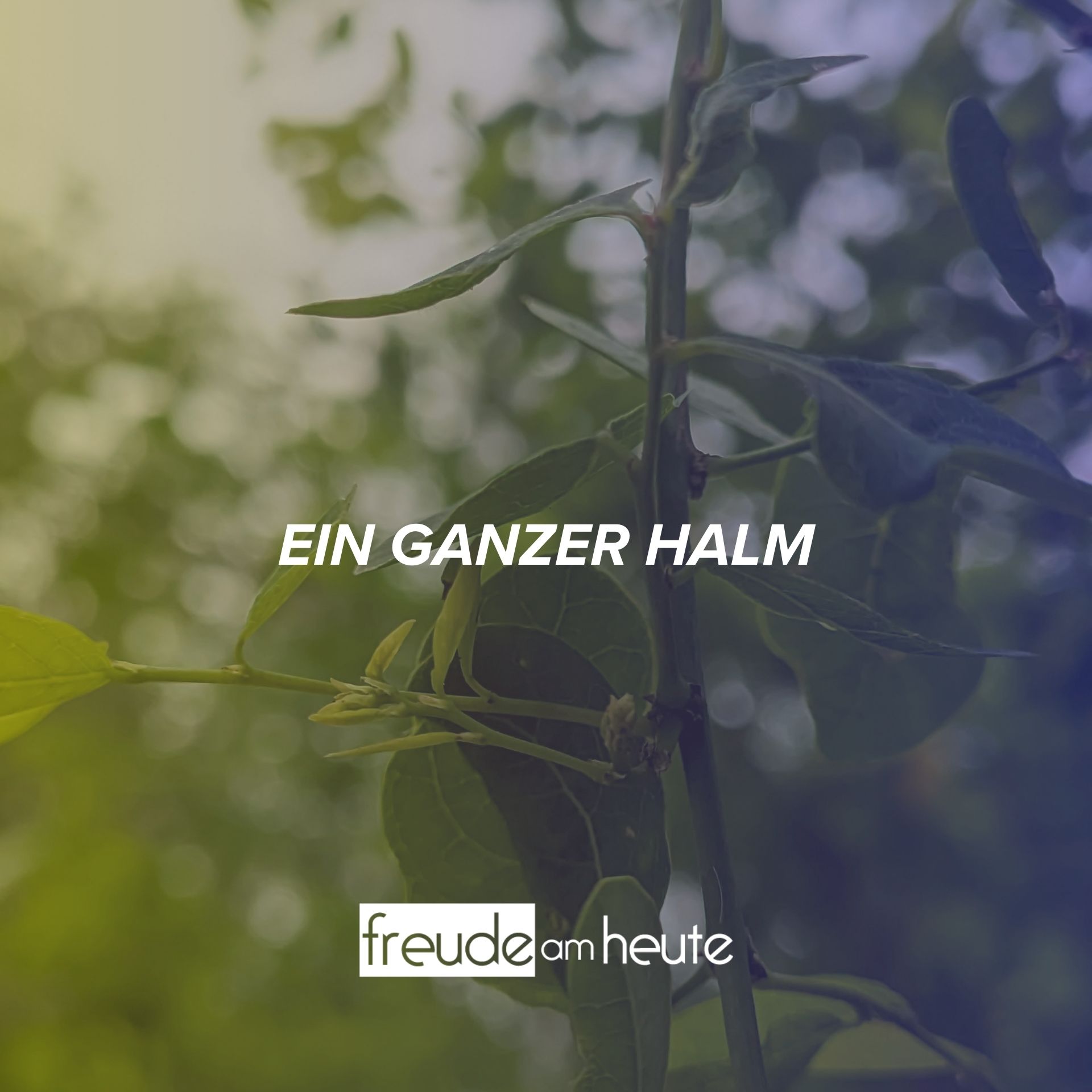 Dein neuer Auferstehungsleib (1)